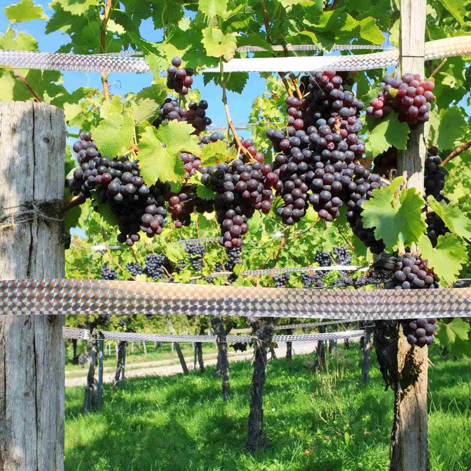 TKYPZY outdoor garden setup with tape hanging along a trellis