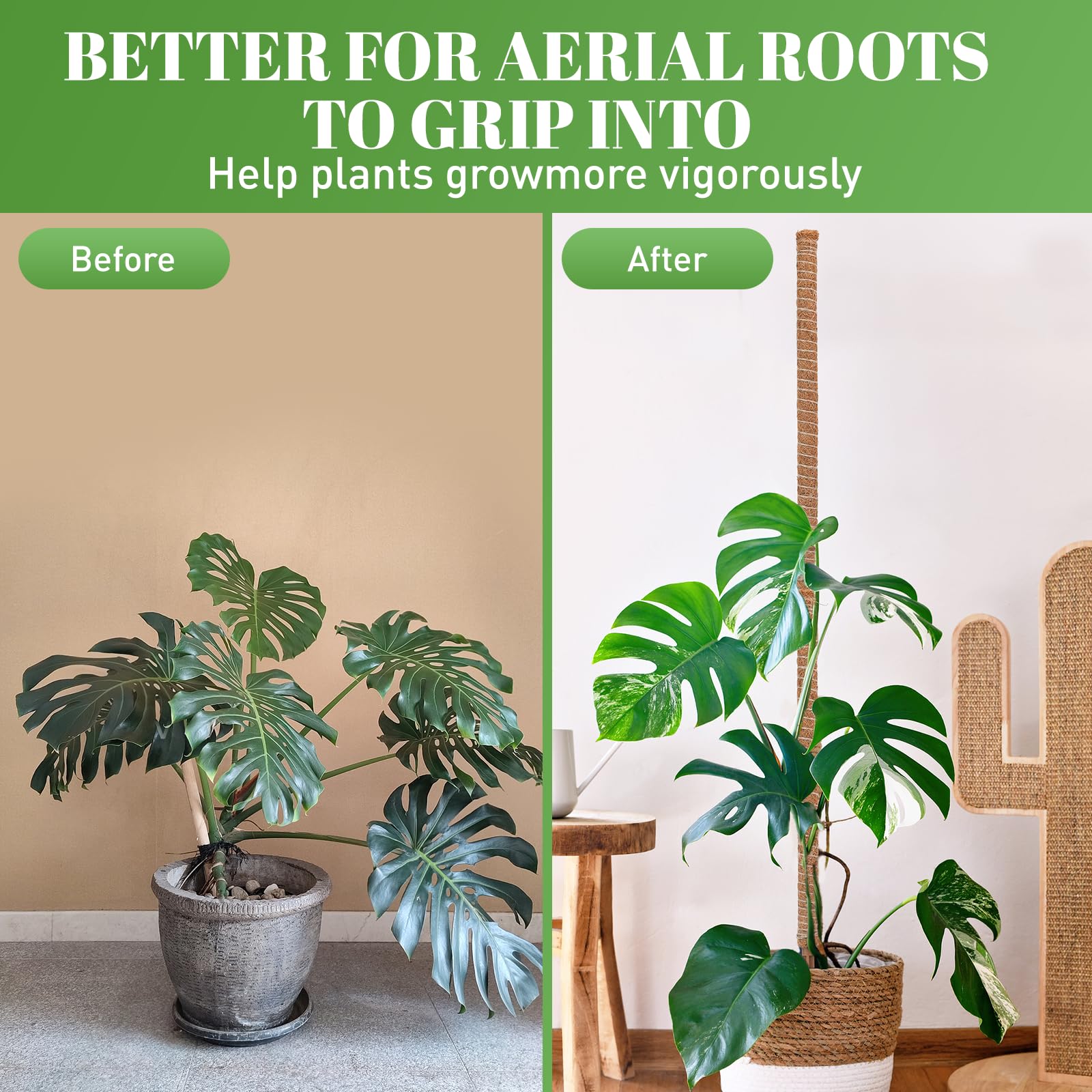 Monstera plant climbing using TLazz moss pole in indoor setup.