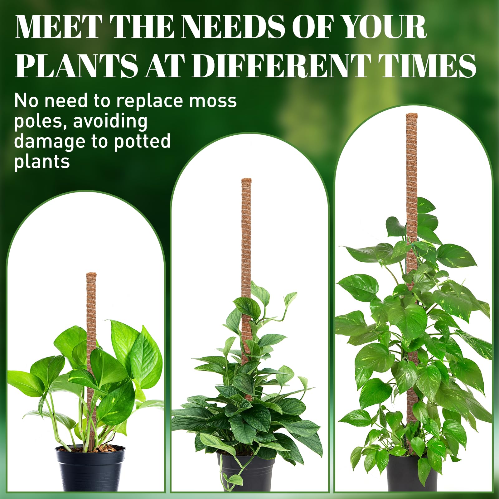 Space-saving indoor garden setup with TLazz moss poles for compact spaces.