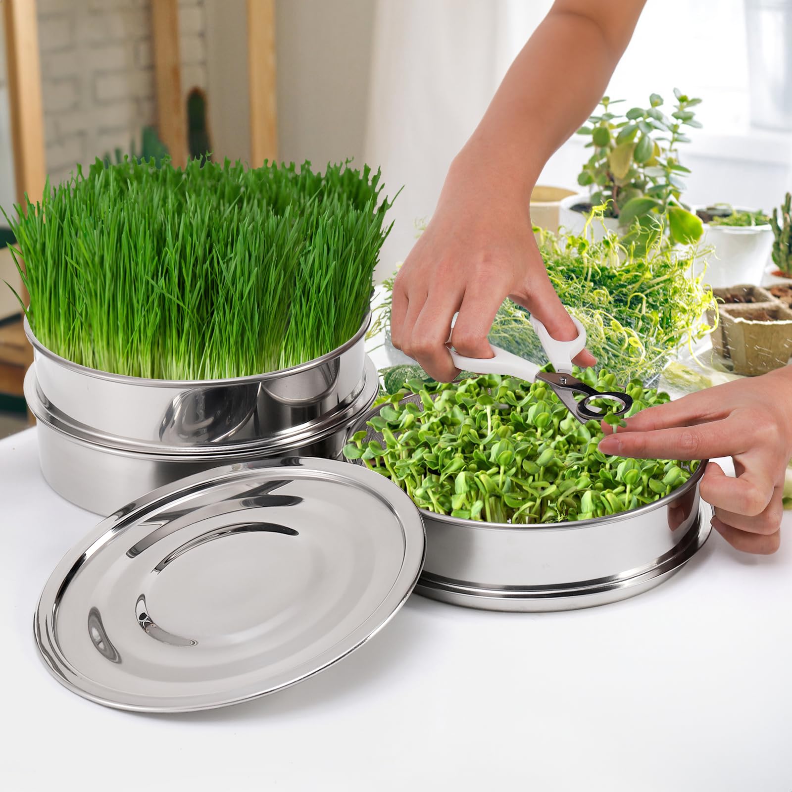 Tlence kitchen setup: compact seed sprouter for fresh greens
