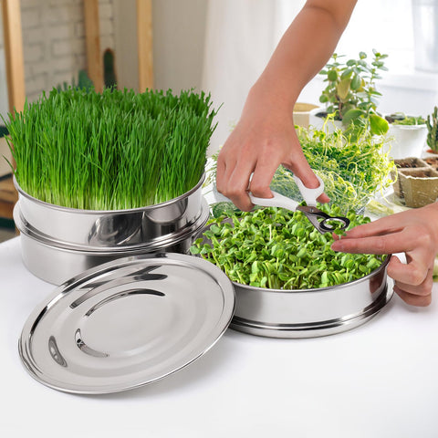 Tlence kitchen setup: compact seed sprouter for fresh greens