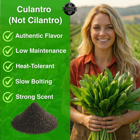 TLSSCO Culantro harvest-ready leaves for flavorful cooking.