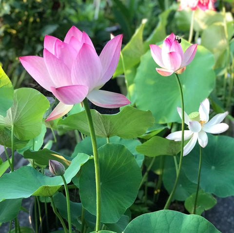 TLSSCO lotus flowers and lily pads enhancing pond beauty and habitat