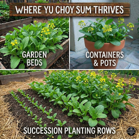 TLSSCO Yu Choy Sum germination process shows quick sprouting and strong starts.