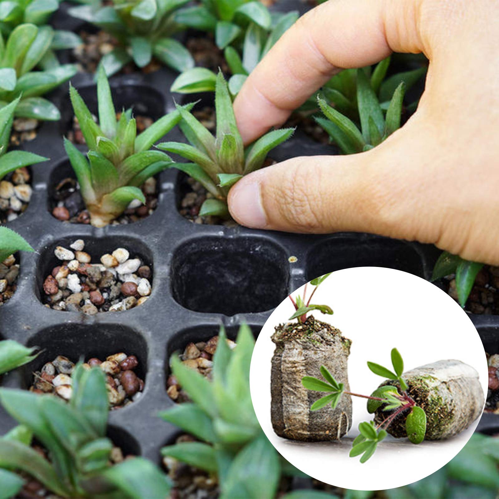 Tlswshsy no-soil peat pellets keep roots airy and transplant-ready