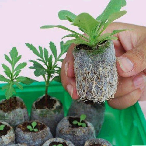 Tlswshsy transplant-ready pellets simplify outdoor planting and garden setup