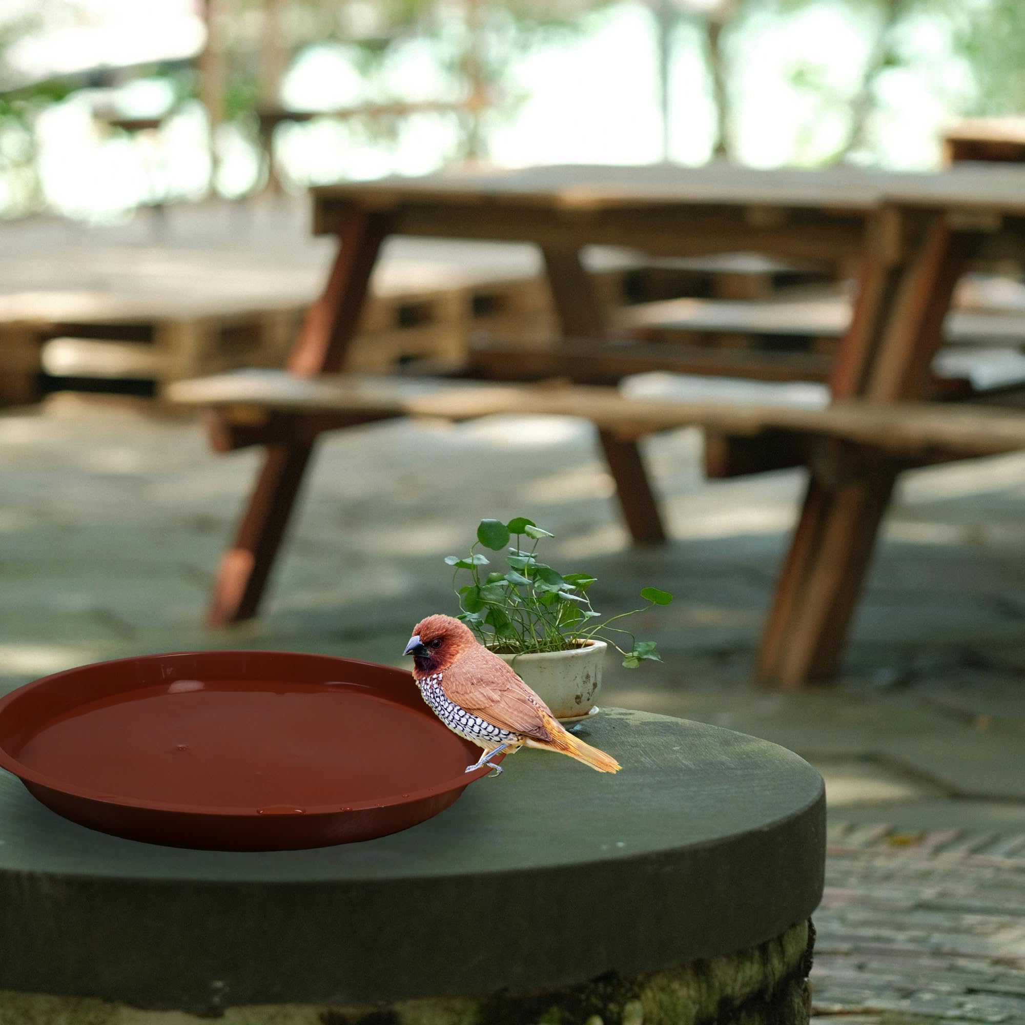 TNTIWQ saucer doubles as bird bath or garden tray