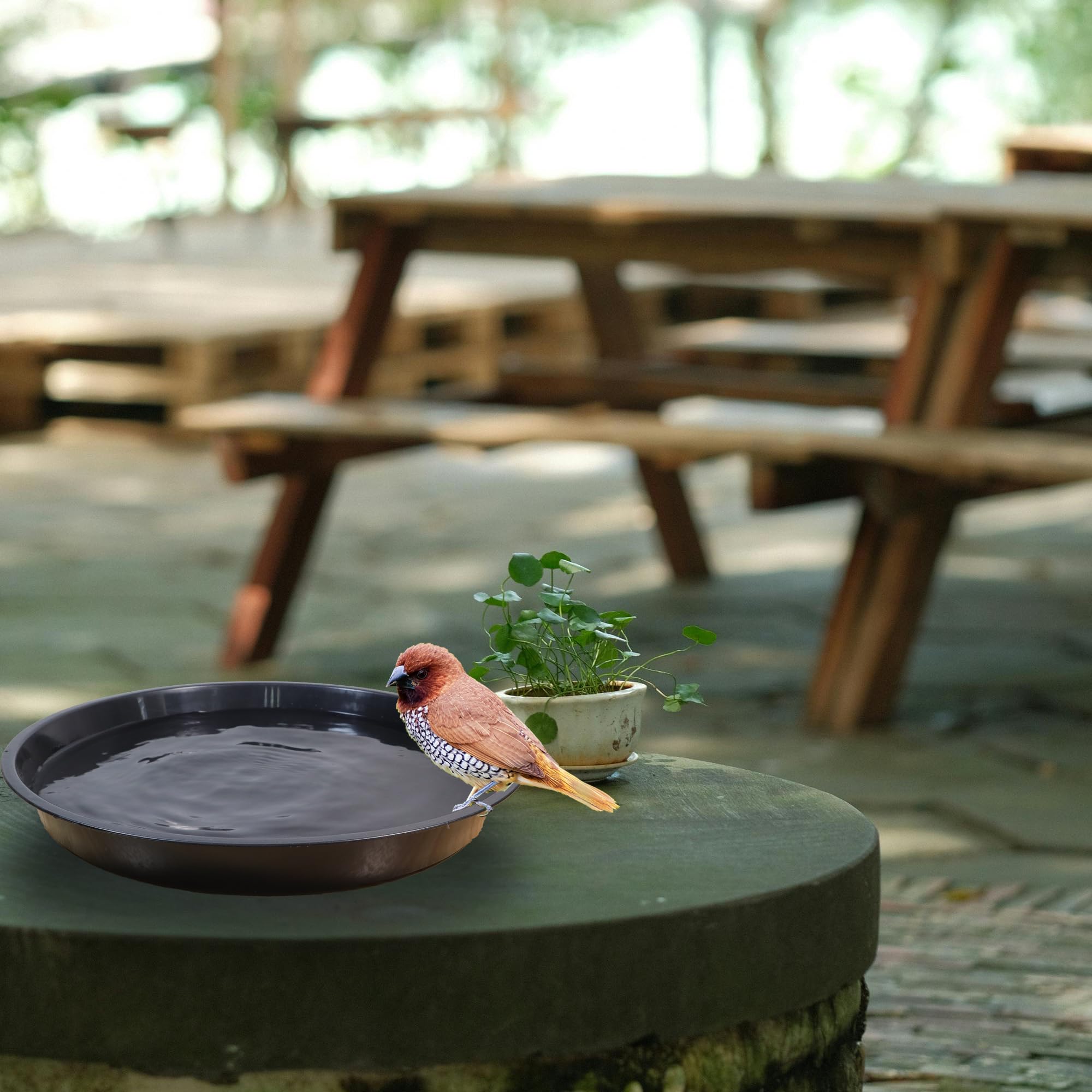 TNTIWQ saucer with pebbles can double as decorative bird bath.