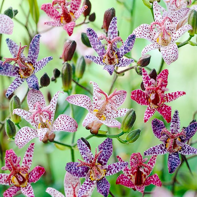 Toad Lily Wonder seeds close-up with purple speckles for shaded garden focal point.