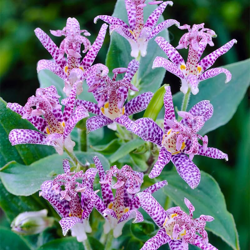 Toad Lily Wonder seedling stage shows resilient growth after establishment in shade.