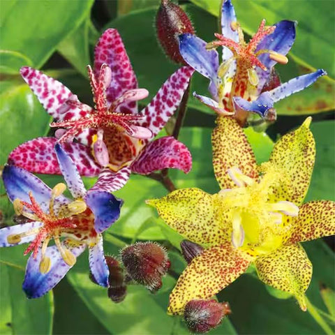 Toad Lily Wonder seeds provide a non-GMO heirloom option for shaded pond margins.