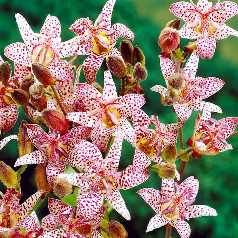 Toad Lily Wonder seeds ready for sowing in moist, well-drained shade borders.
