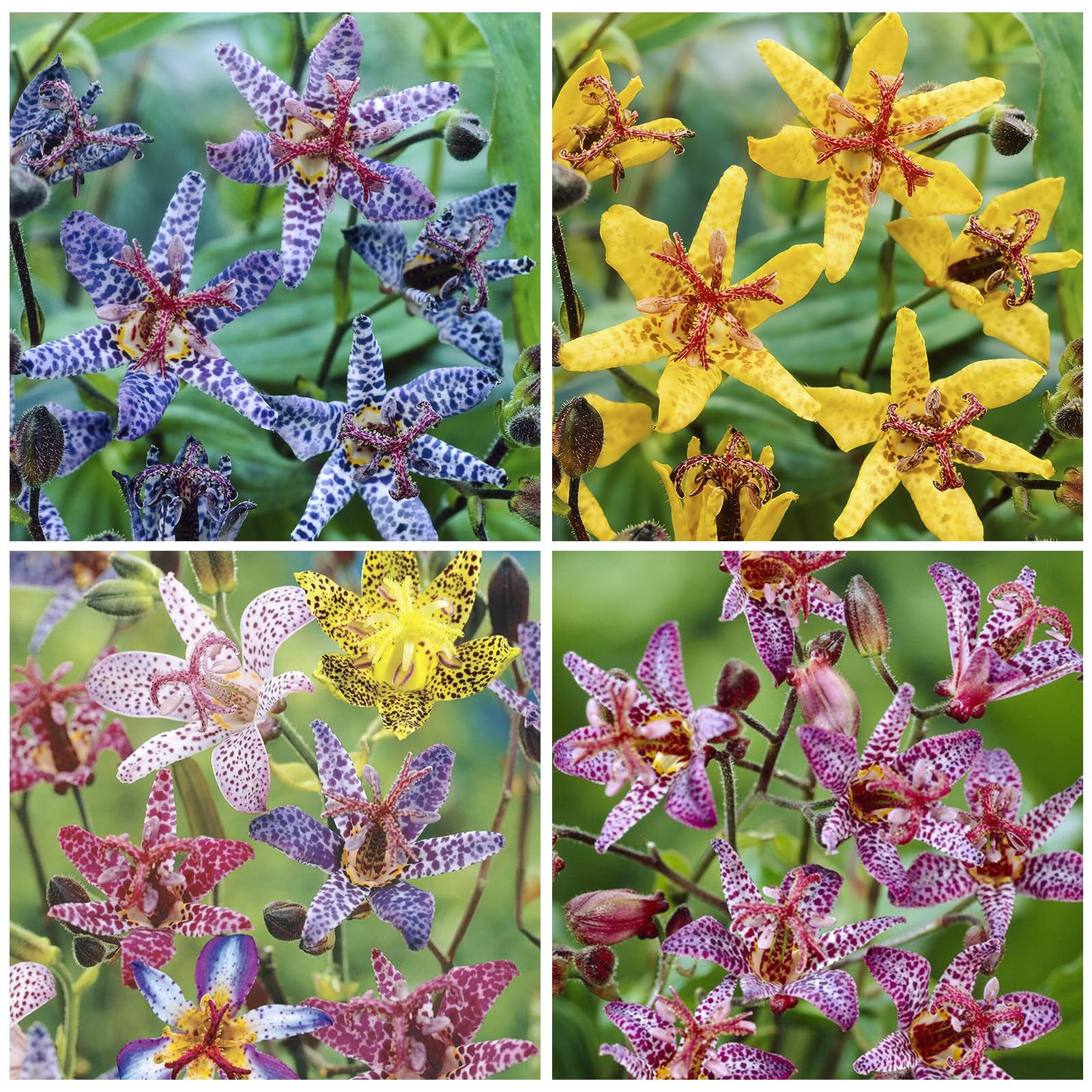 Toad Lily Wonder blooms in a woodland border, adding color under dappled light.
