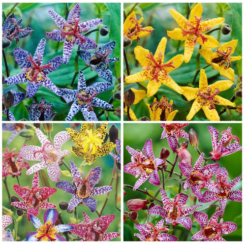 Toad Lily Wonder blooms in a woodland border, adding color under dappled light.