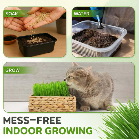 One full pound of Todd's Seeds cat grass delivers value.