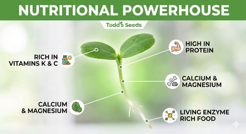 Todd’s Seeds alfalfa sprouts on a sandwich for crunch