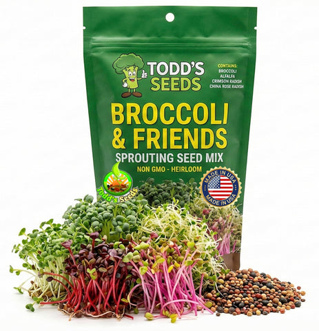 Todd's Seeds broccoli sprouts in a jar showing crisp greens and fresh aroma