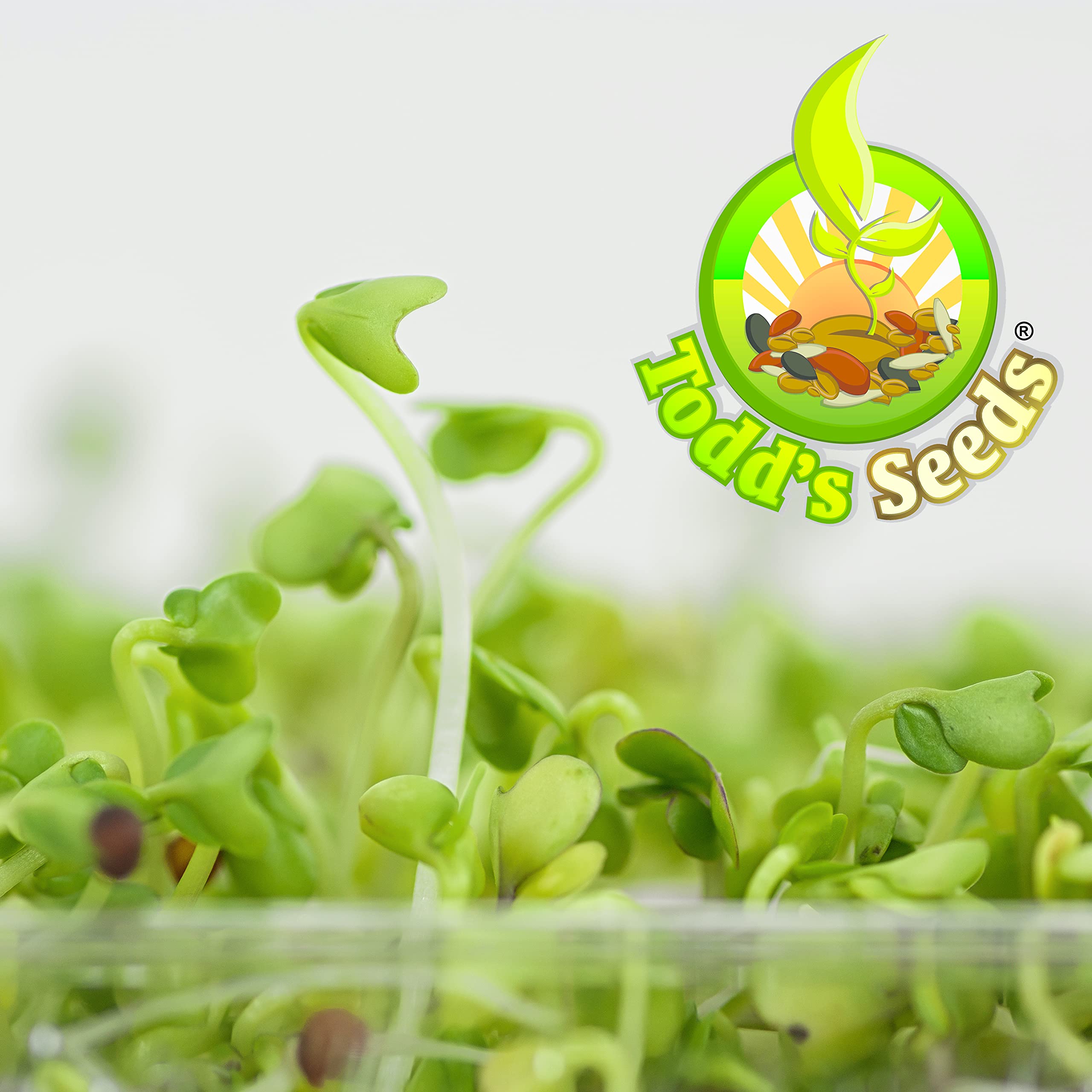 Todd's Seeds 2.5 lb bulk pack for at-home broccoli sprouting