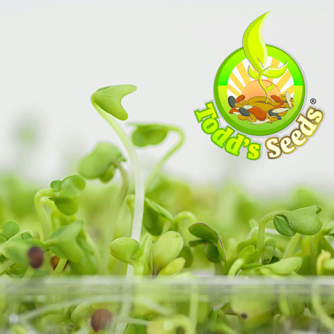 Todd's Seeds 2.5 lb bulk pack for at-home broccoli sprouting