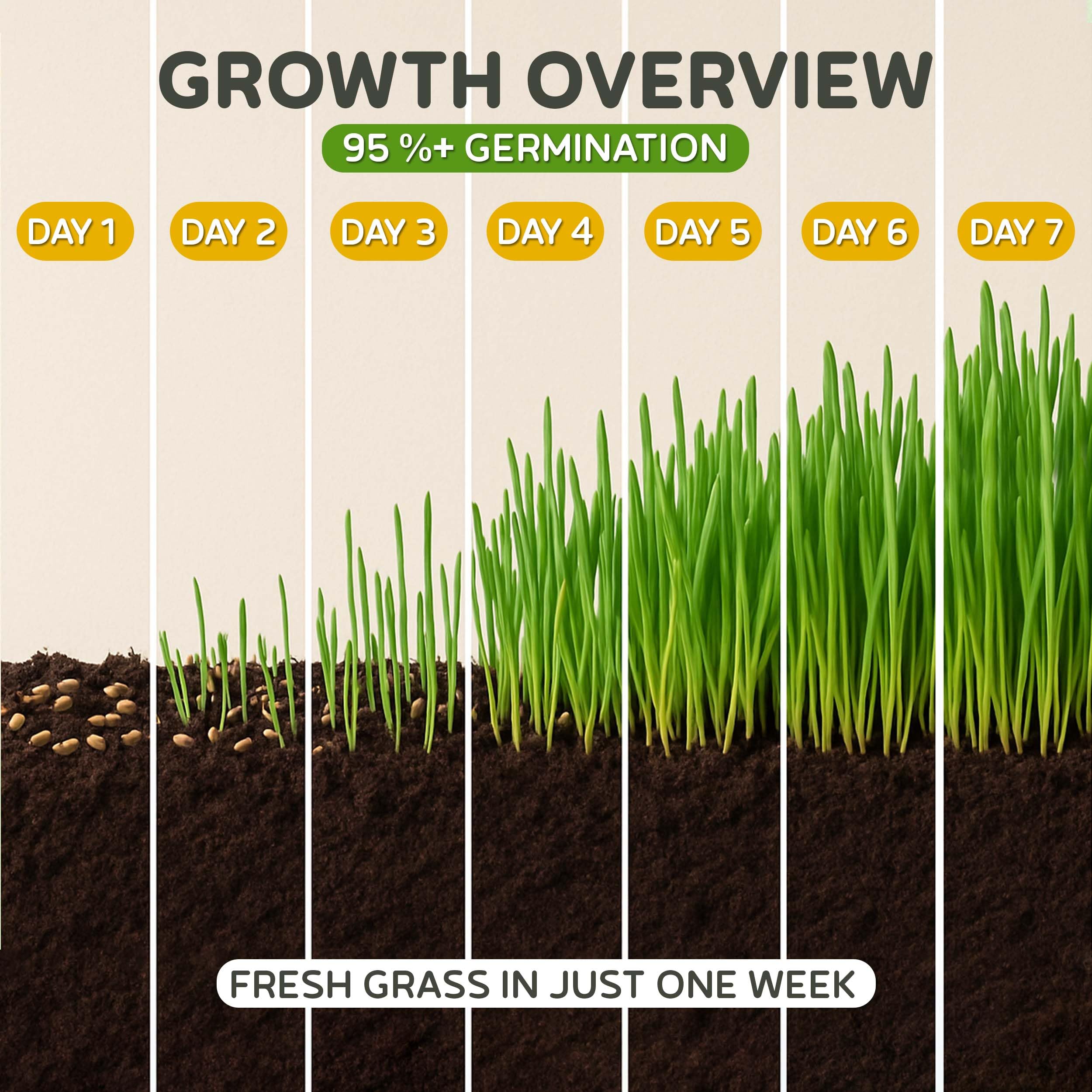 Todd's Seeds cat grass grown in the USA for fresh supply.