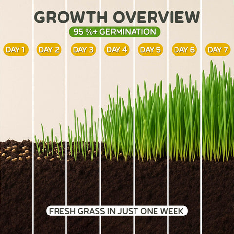 Todd's Seeds cat grass grown in the USA for fresh supply.