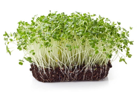Todd's Seeds chemical-free broccoli seeds ideal for safe home sprouting