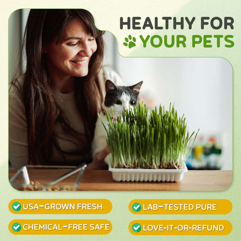 Todd's Seeds cat grass is 100% non-GMO and chemical-free for pet safety.