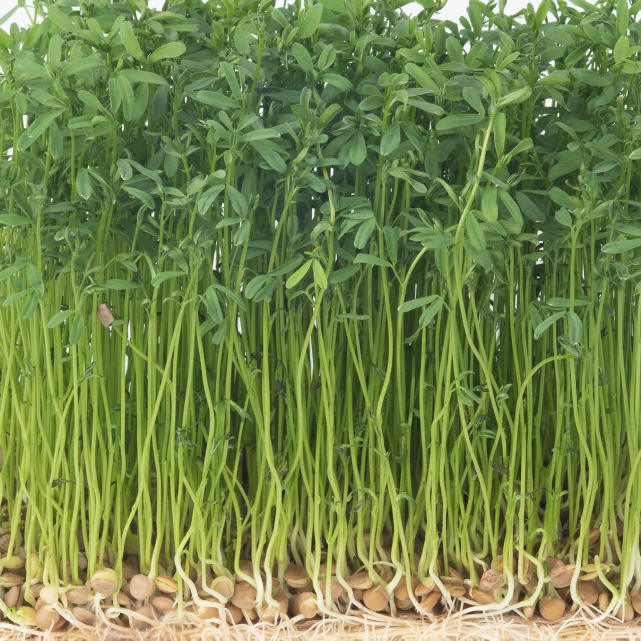 Todd's Seeds cooked lentil dish showcases versatile, nutritious meal option.
