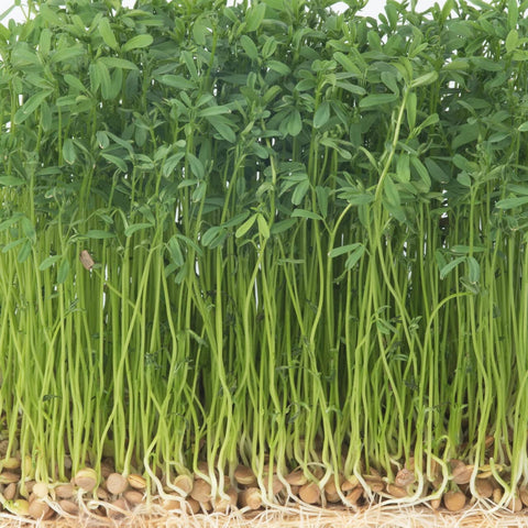 Todd's Seeds cooked lentil dish showcases versatile, nutritious meal option.