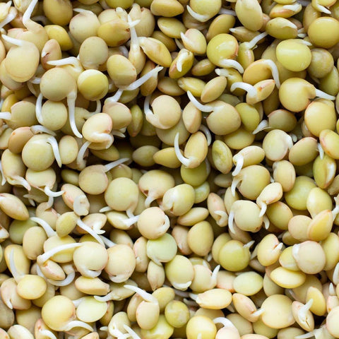 Todd's Seeds green lentil seeds packaging displays heirloom, non-GMO origins for clean sprouting at home.
