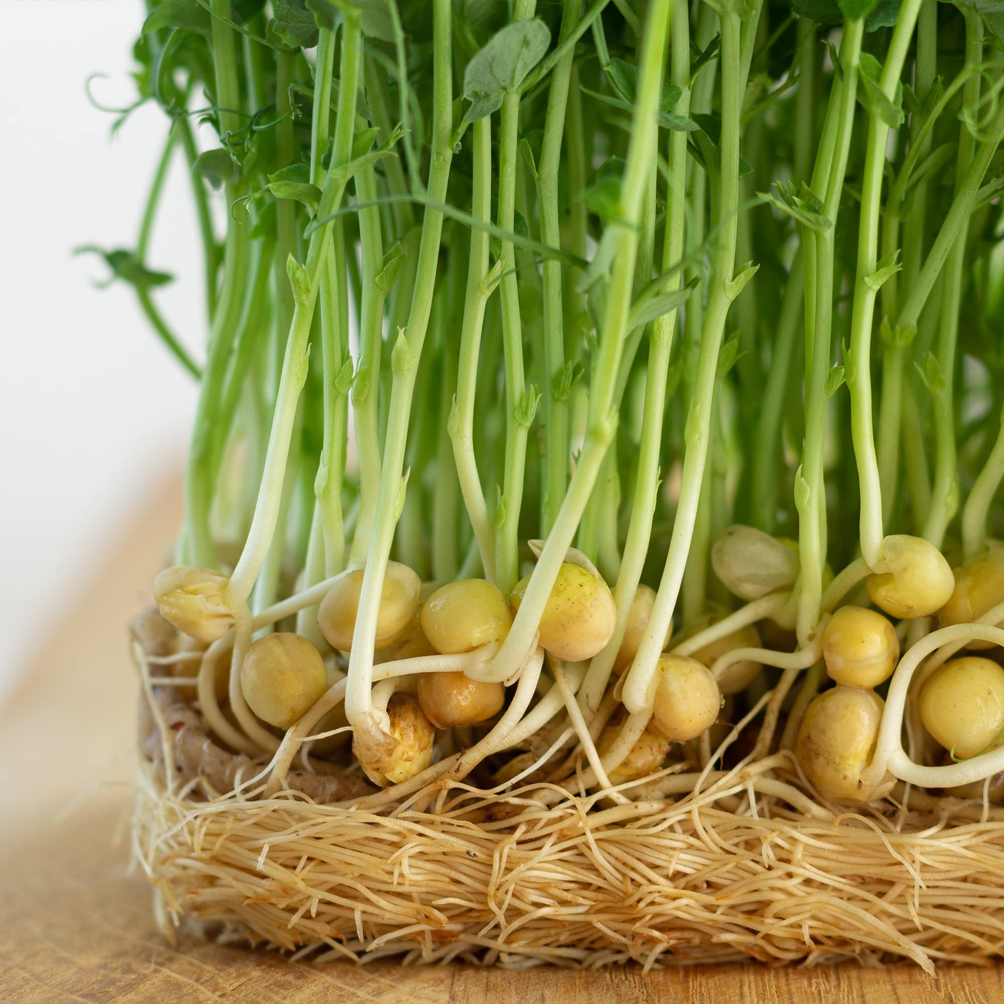 Todd's Seeds green pea sprouts in a bowl ready for salads