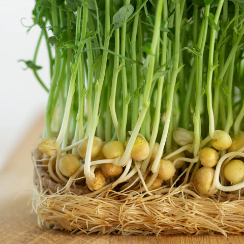 Todd's Seeds green pea sprouts in a bowl ready for salads