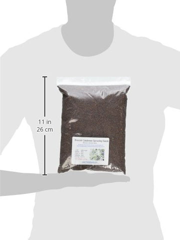  Todd's Seeds hand-packed broccoli seeds with quality control