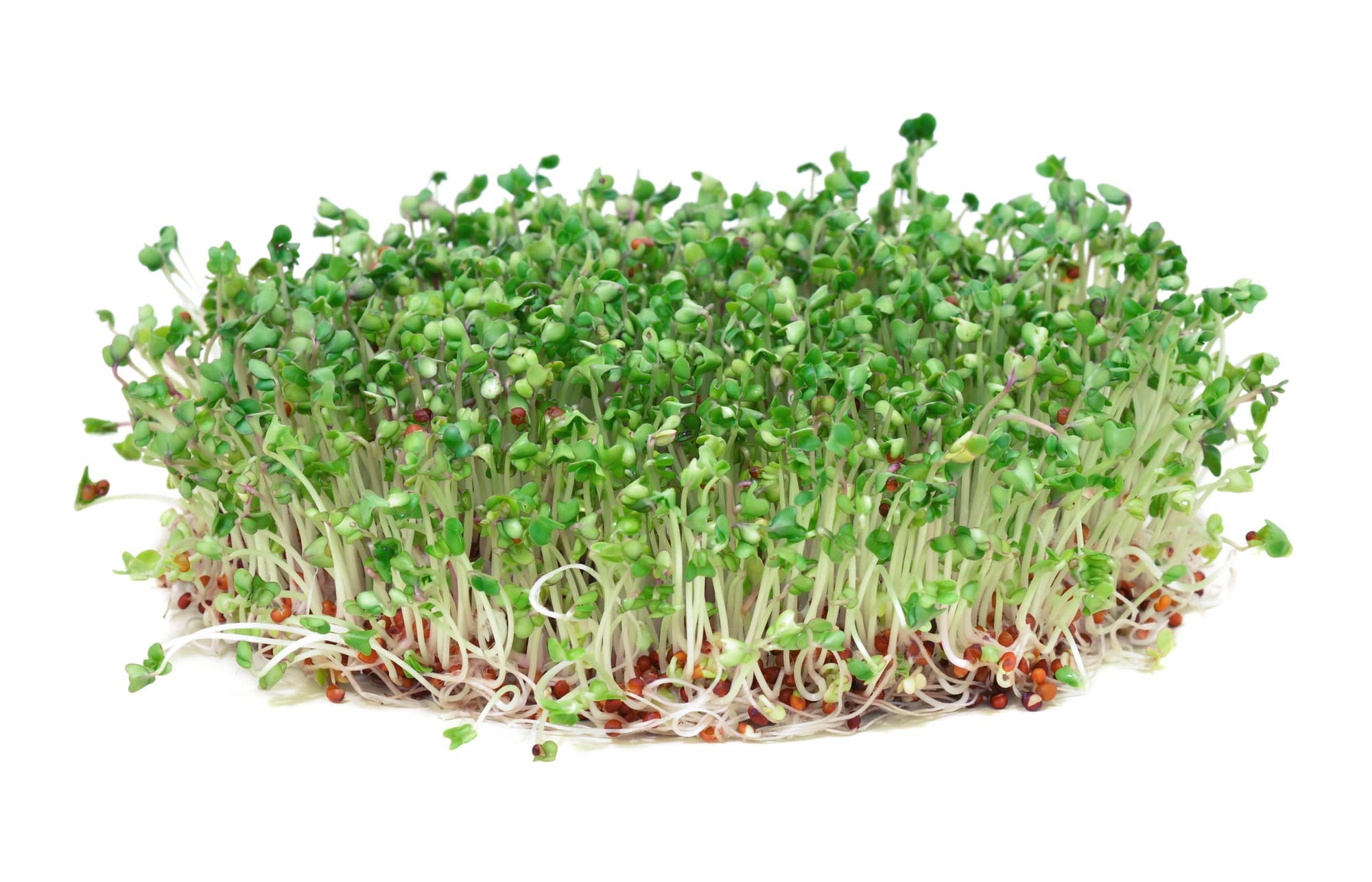 Todd's Seeds heirloom broccoli seeds grown in the USA for reliability
