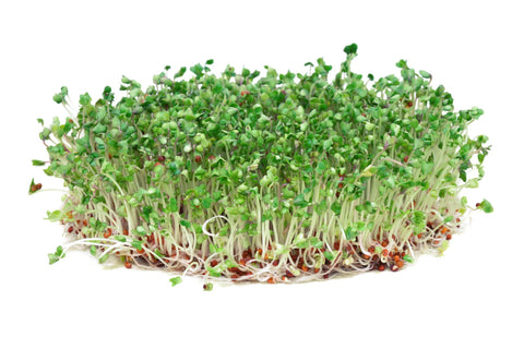 Todd's Seeds heirloom broccoli seeds grown in the USA for reliability