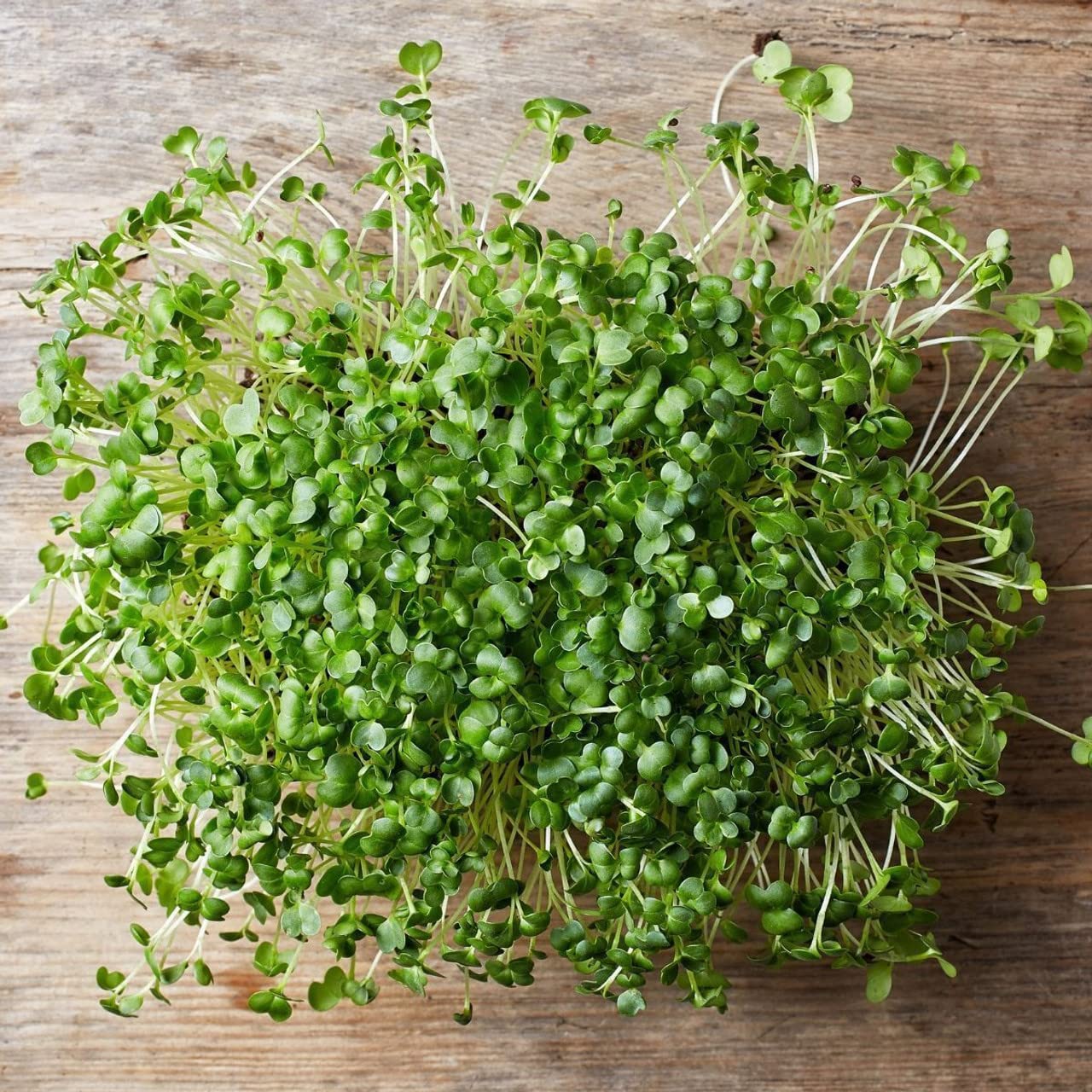 Todd's Seeds lab-tested broccoli seeds ensuring purity