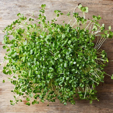 Todd's Seeds lab-tested broccoli seeds ensuring purity