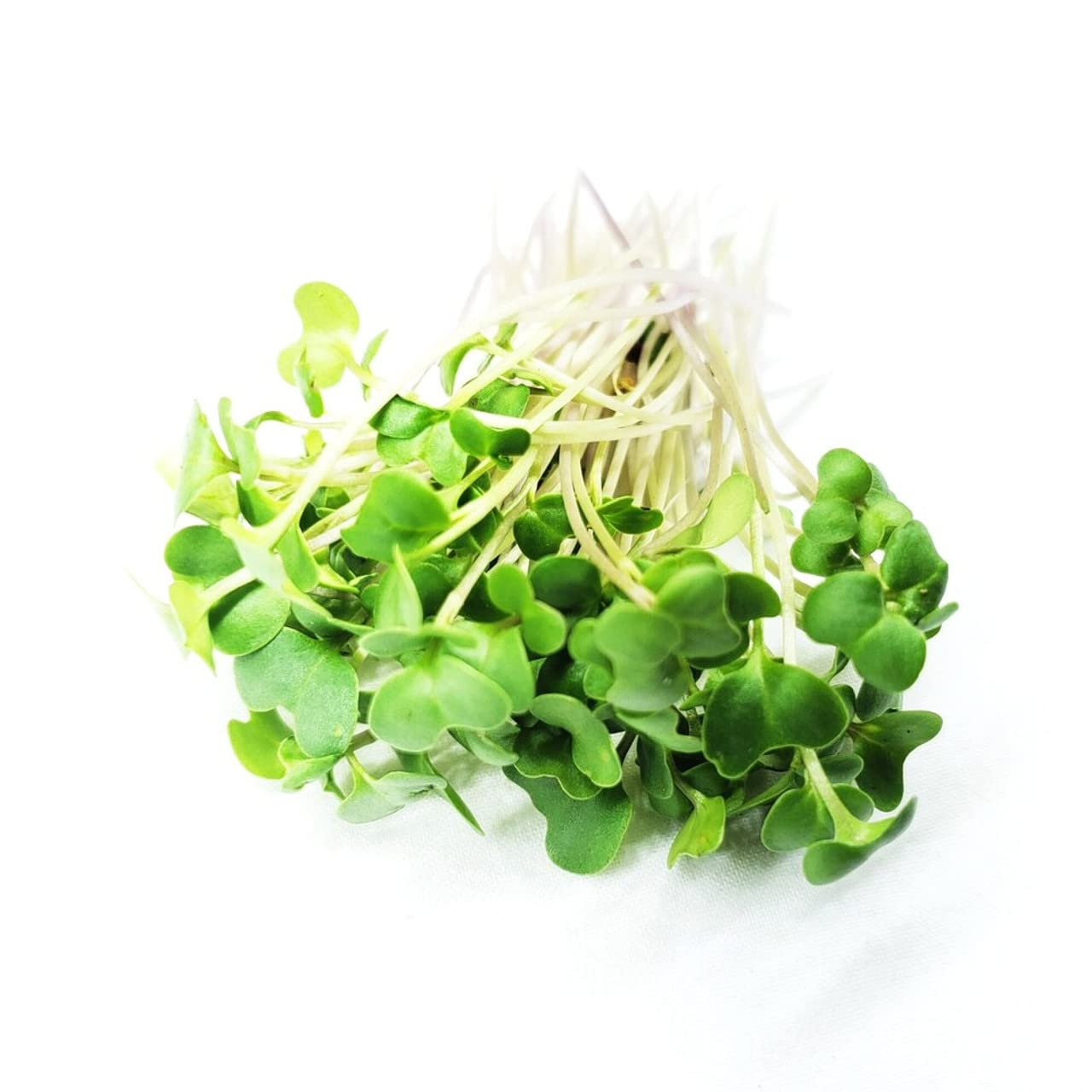 Todd's Seeds non-GMO broccoli seeds for clean sprouts