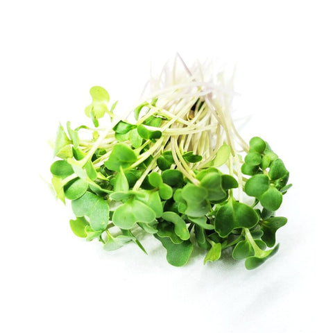 Todd's Seeds non-GMO broccoli seeds for clean sprouts