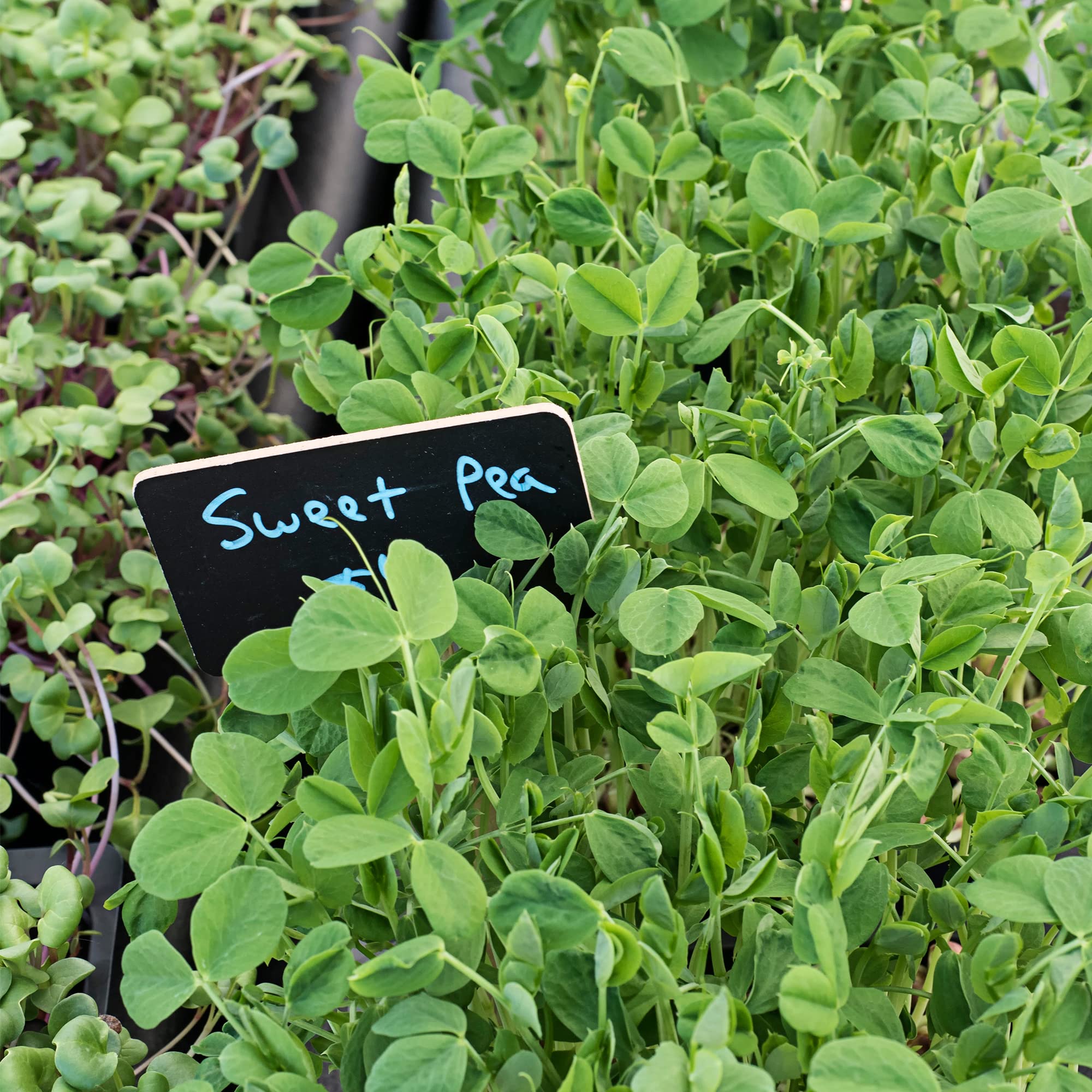 Todd's Seeds organic green pea seeds ideal for home garden growth