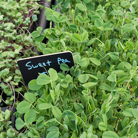 Todd's Seeds organic green pea seeds ideal for home garden growth