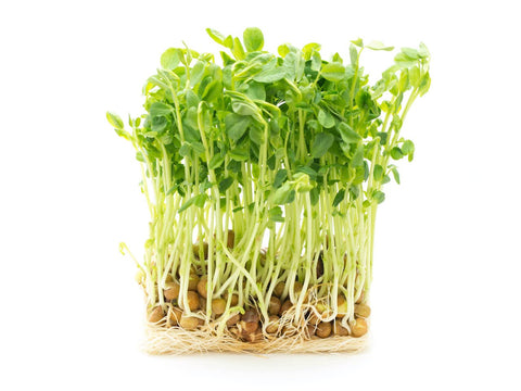 Todd's Seeds adzuki sprouts add color and sweetness to meals
