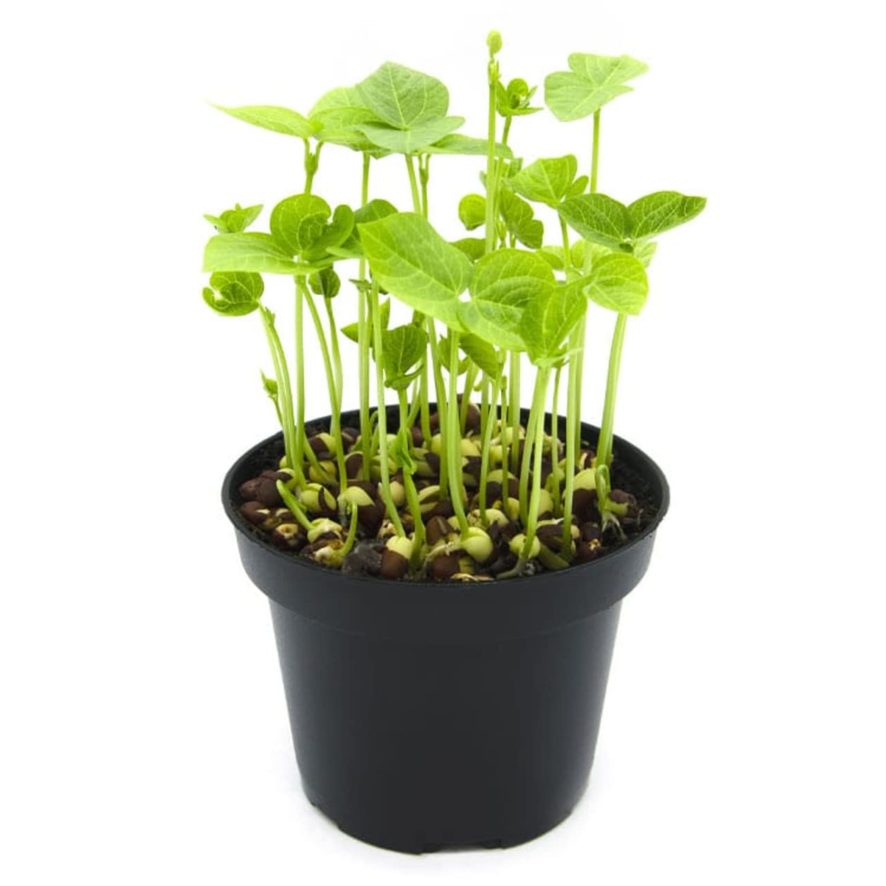 Todd's Seeds garbanzo sprouts for protein-rich bowls and soups
