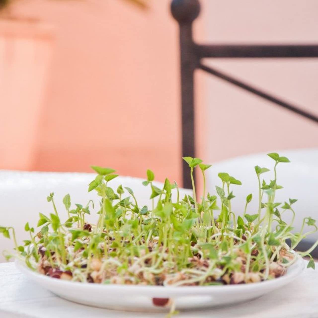 Non-GMO Todd's Seeds sprouting mix for home use