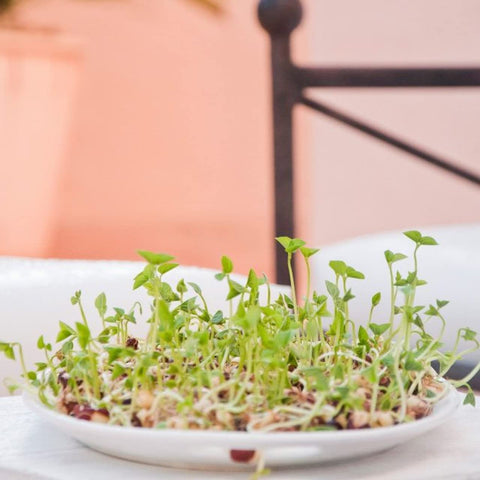 Non-GMO Todd's Seeds sprouting mix for home use