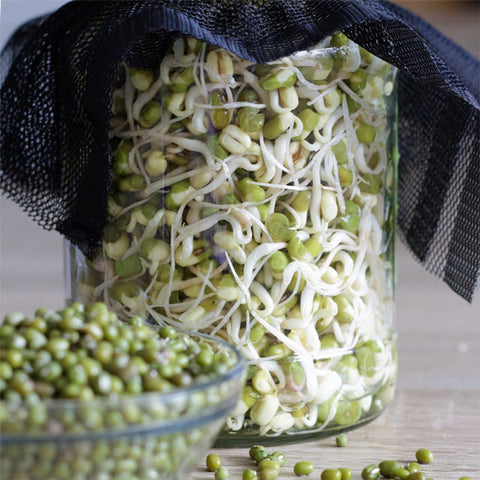 Quarter-pound Todd's Seeds sprouting mix starter for families