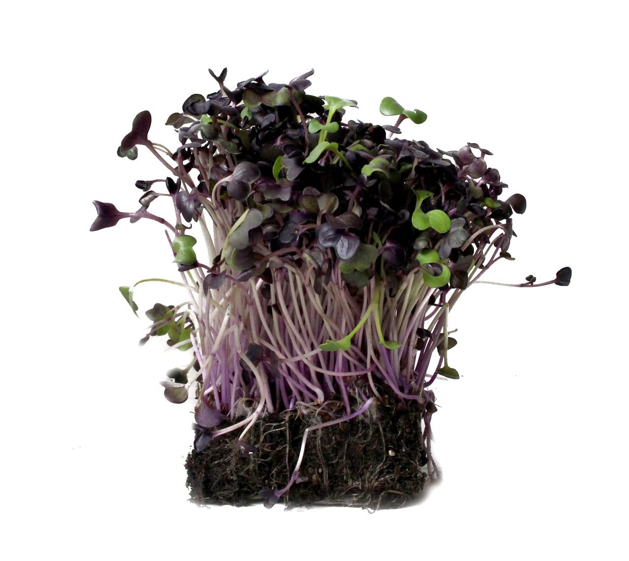 Close-up of Rambo radish seeds germinating with healthy growth