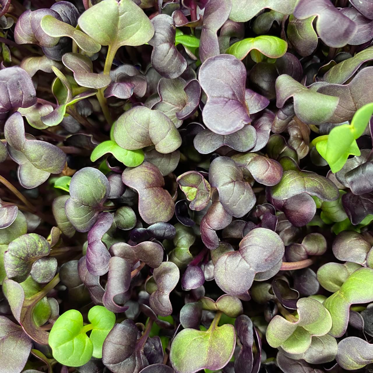 Rambo radish sprouts harvested and ready to crunch in bowls
