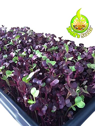 Rambo radish sprouts topping a bright salad with feta