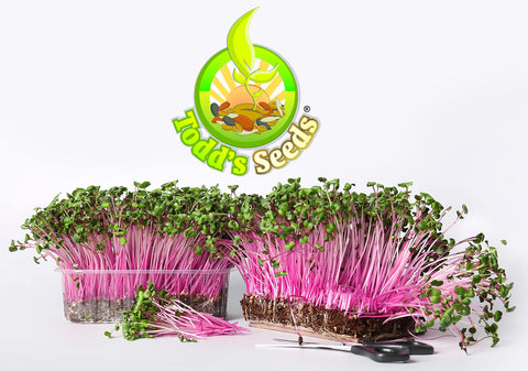 Todd's Seeds Rambo seed bag showing USA-grown, non-GMO quality